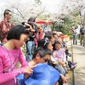春季約有2000株櫻花樹盛開