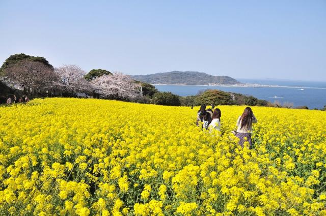 시카노시마에서 우미노나카미치를 일망하는 파노라마 꽃밭