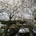 A festival celebrating cherry blossoms