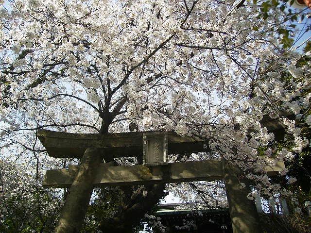 A festival celebrating cherry blossoms