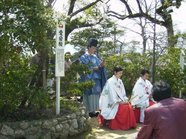 在櫻花樹下舉辦朗誦日本詩歌的「櫻之宴」