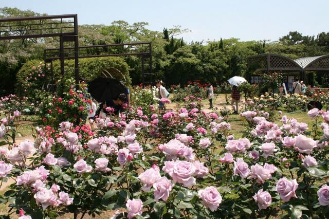 5月上旬からは春バラ240種2200株が咲き誇ります