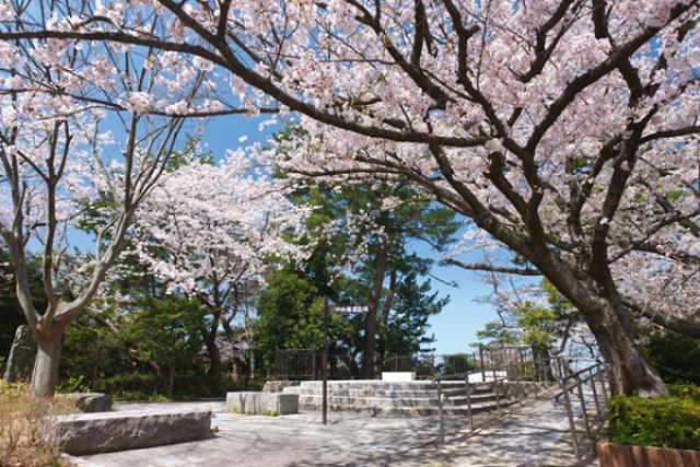 福岡の桜の名所とイベント紹介 福岡 博多の観光情報が満載 福岡市公式シティガイド よかなび
