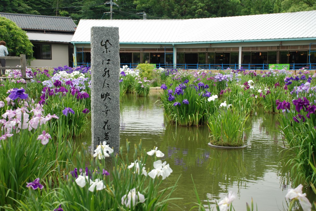 太宰府天満宮花菖蒲が16年6月1日から19日までライトアップされます 福岡 博多の観光情報が満載 福岡市公式シティガイド よかなび