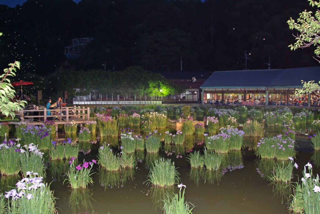 太宰府天満宮花菖蒲が16年6月1日から19日までライトアップされます 福岡 博多の観光情報が満載 福岡市公式シティガイド よかなび