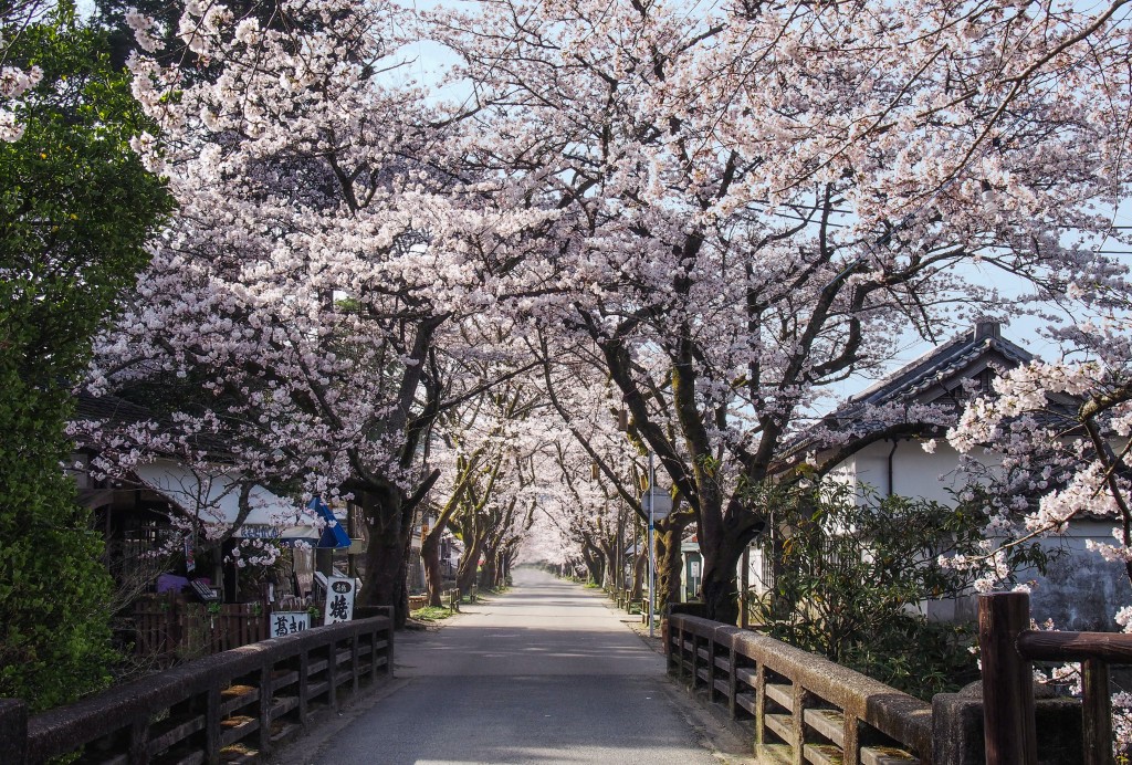 秋月「杉の馬場」の桜。秋月は福岡屈指の桜の名所です