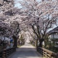 秋月「杉の馬場」の桜。秋月は福岡屈指の桜の名所です