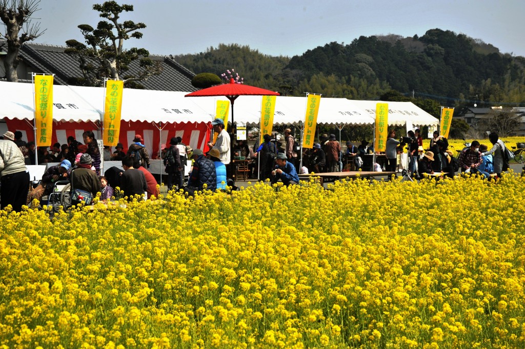 매년 3월에 열리는 「유채꽃 축제」의 모습