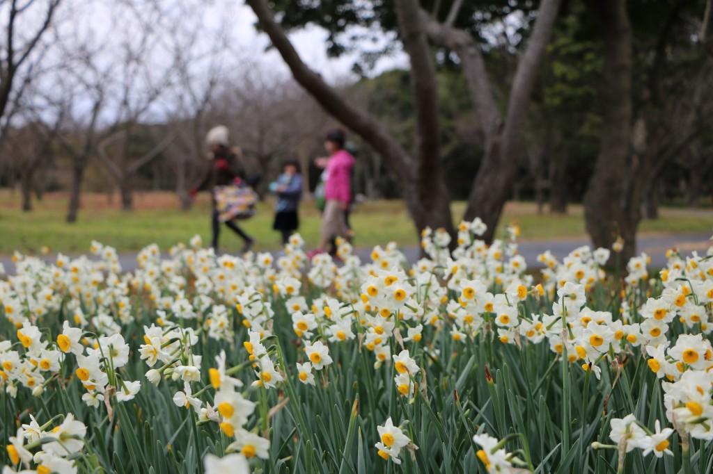 海の中道海浜公園 17年冬春の開花情報 福岡 博多の観光情報が満載 福岡市公式シティガイド よかなび