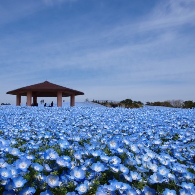 海の中道フラワーピクニック2019【海の中道海浜公園】青いネモフィラの花 …