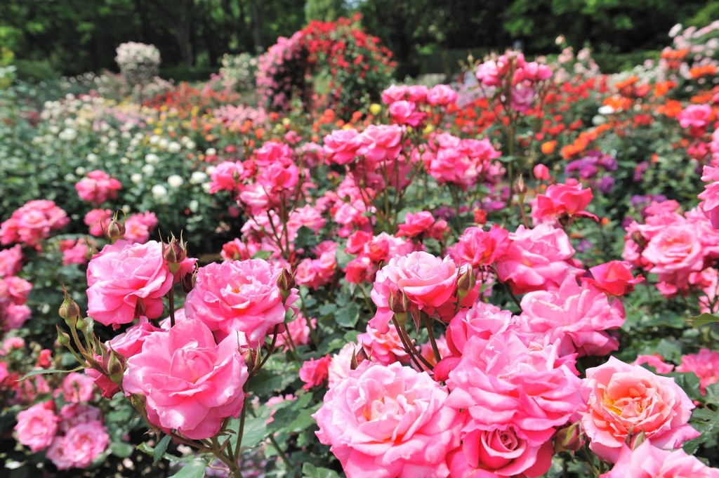 福岡市植物園 春のバラまつり17 バラに秘められた物語 福岡 博多の観光情報が満載 福岡市公式シティガイド よかなび
