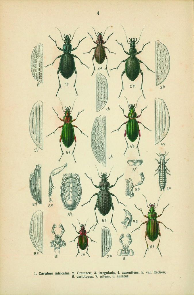 密やかな部屋 きらめく昆虫標本 World Of Insect Specimens 三菱地所アルティアム イムズ8階 福岡 博多の観光情報が満載 福岡市公式シティガイド よかなび