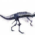 アクロカントサウルス全身骨格