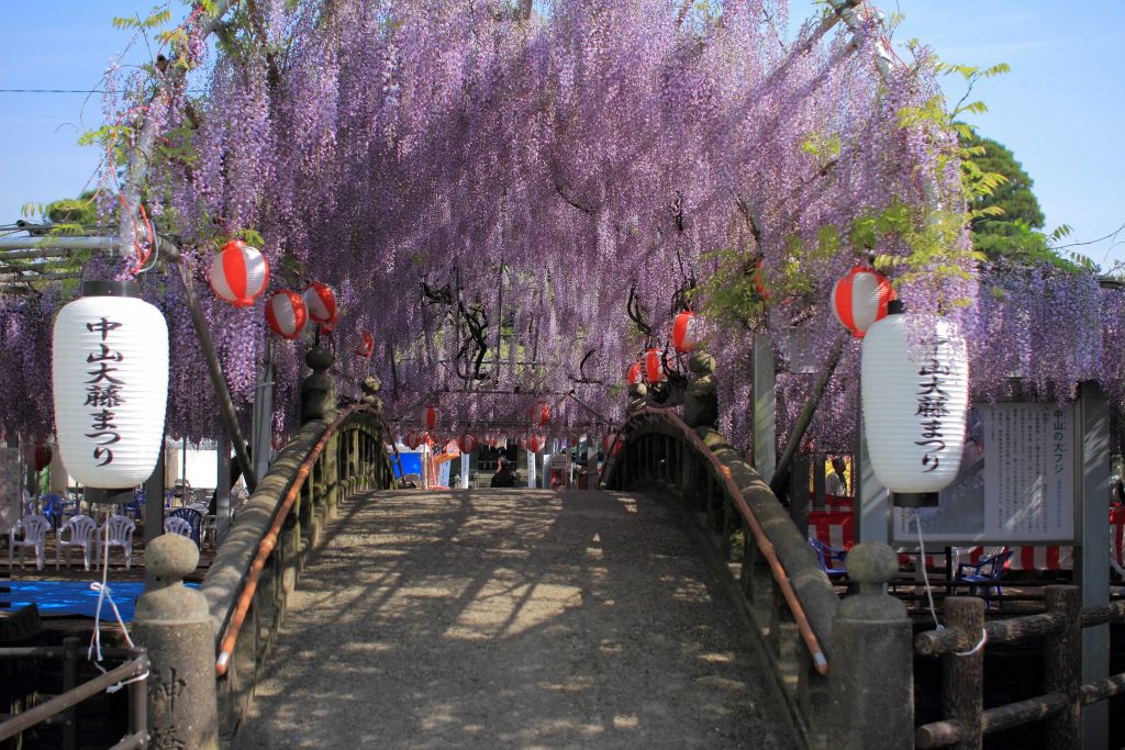 第16回 中山大藤まつり19 柳川市 樹齢約300年 藤の香りが会場中を包みます 福岡 博多の観光情報が満載 福岡市公式シティガイド よかなび