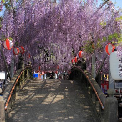 柳川outing 中山大藤まつりウォーキング 19 西鉄柳川駅 中山大藤 参加費無料 事前申込み不要 樹齢約300年の中山大藤をめざしてウォーキング 福岡 博多の観光情報が満載 福岡市公式シティガイド よかなび