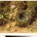 ウィリアム・ヘンリー・ハント《ヨーロッパカヤクグリの巣（イワヒバリ属）》1840年頃　水彩/紙　 ベリ美術館　©Bury Art Museum, Greater Manchester, UK 