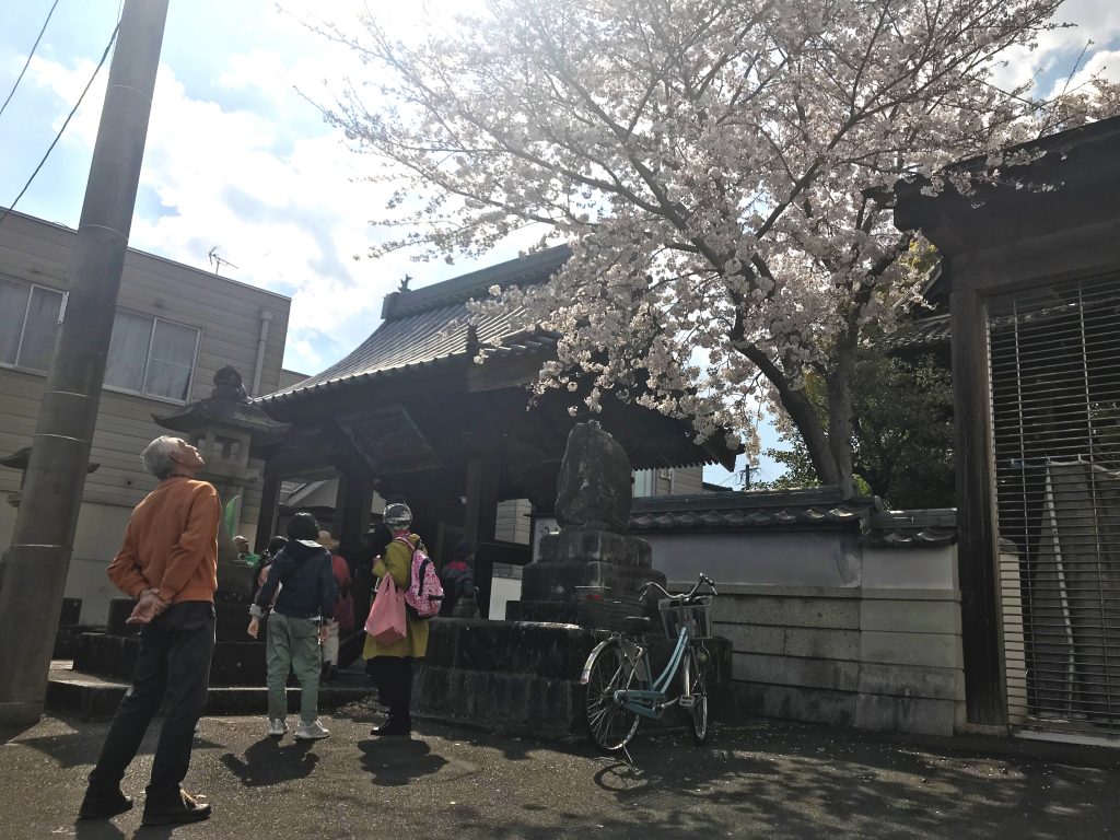 安長寺の桜も見頃でした