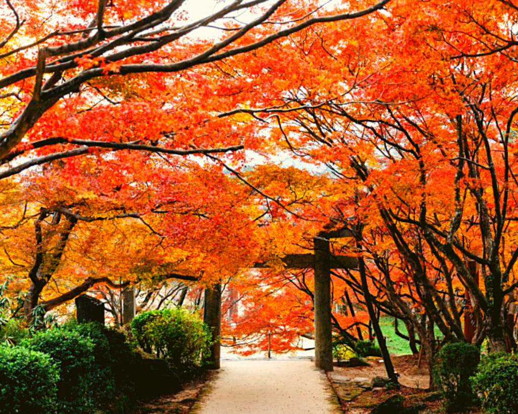 京都観光におすすめな秋の紅葉スポット5選！ナイトライフを満喫できる期間限定ライトアップも紹介 | Qetic