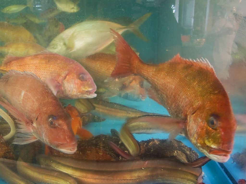 【鮮魚・イカ】毎日仕入れた魚を店内の大型生簀にて管理。
