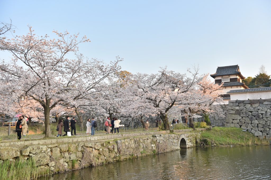 オンライン De 福岡城さくらまつり 21 福岡 博多の観光情報が満載 福岡市公式シティガイド よかなび