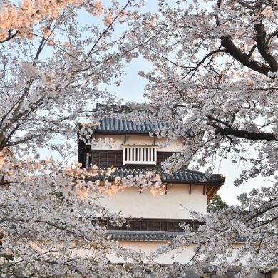 【线上举办】福冈城樱花祭 2021