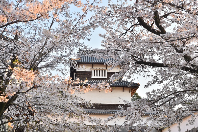 舞鶴 公園 桜