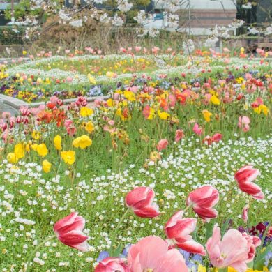春の花で彩られた福博のまちを歩いて楽しもう！