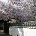 光福寺の桜