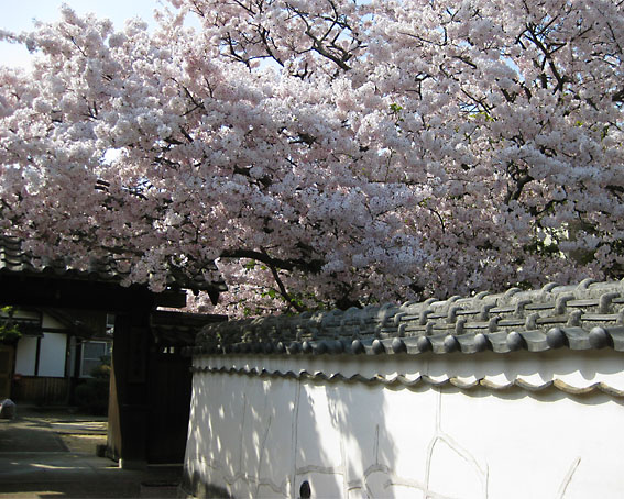 光福寺の桜