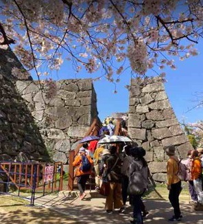 福岡城鉄御門跡を見上げる桜