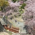 福岡城鉄御門跡の桜