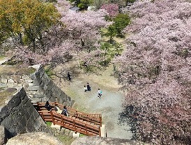 福岡城鉄御門跡の桜