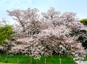 名島城本丸跡の臥龍桜
