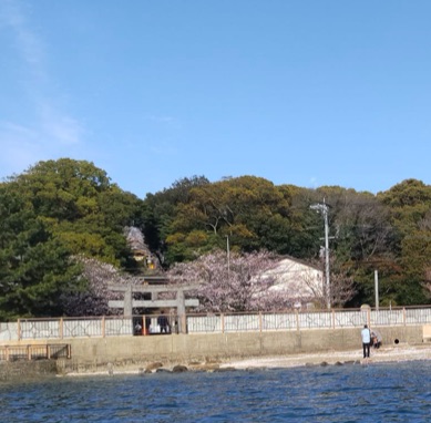 海から見る名島神社の桜