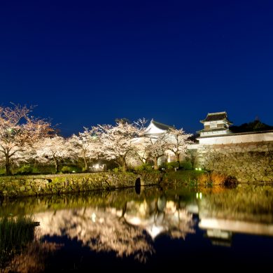 福岡の春を満喫するイベント特集（2024年版）【福岡市内各所】～福岡城さ …