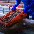 安心安全の生牡蠣を全国各地から入荷