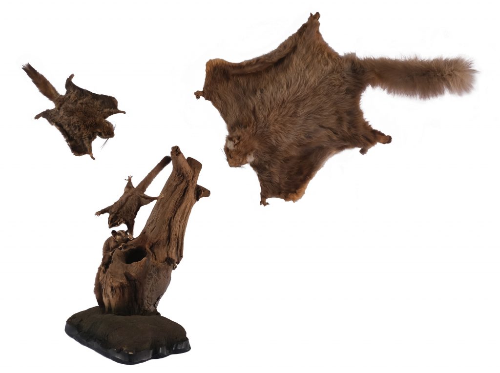 皮膜を持つ哺乳類（左からニホンモモンガ、フクロモモンガ、ムササビの剝製標本／国立科学博物館所蔵）