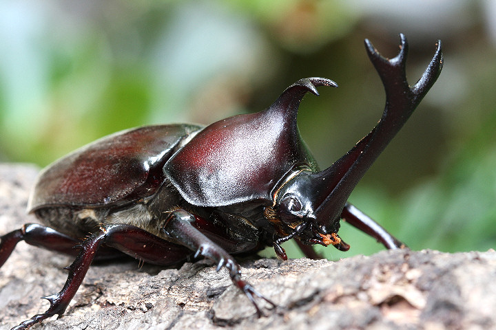 カブトムシ (C)SoftBank HAWKS