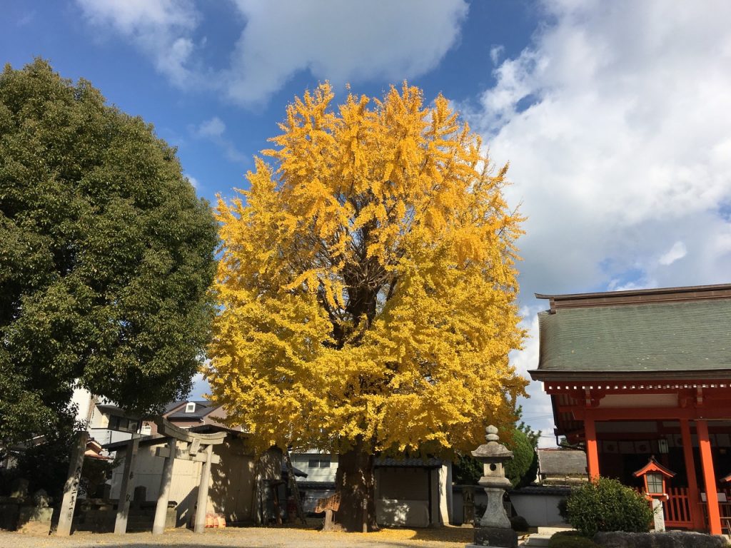 姪浜地区の氏神様姪浜住吉神社の大銀杏