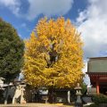 姪浜地区の氏神様姪浜住吉神社の大銀杏