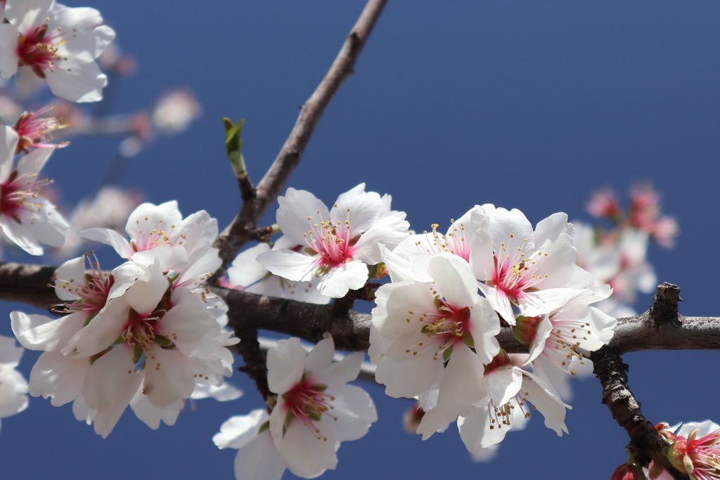 アーモンドの花のイメージ写真