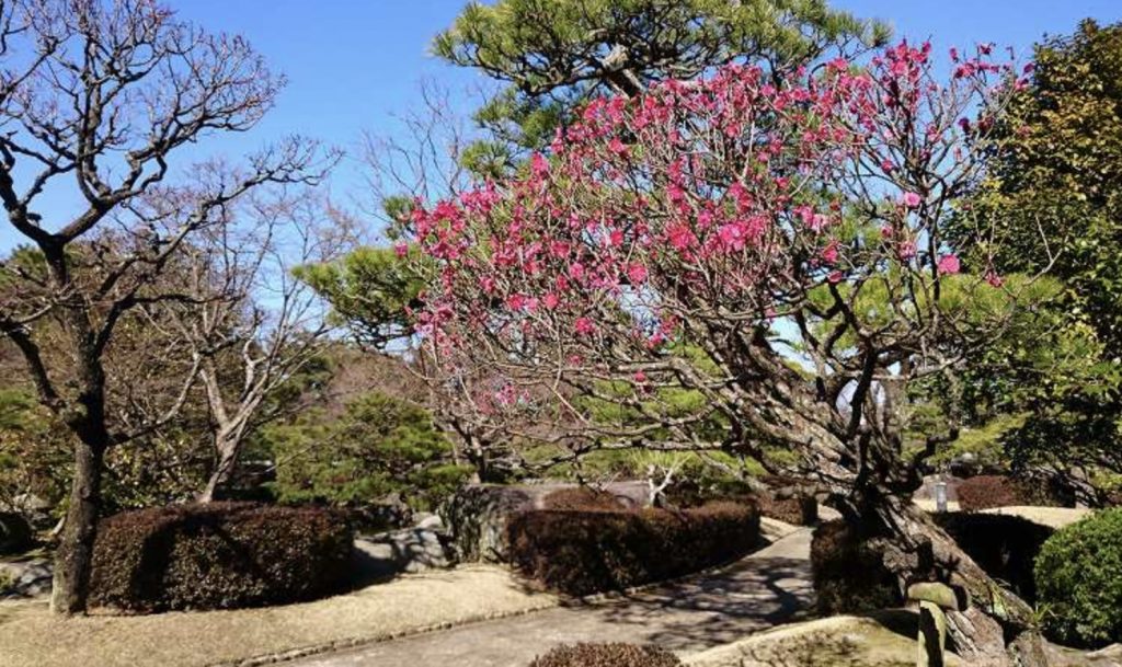 大濠公園日本庭園の紅梅