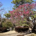 大濠公園日本庭園の紅梅