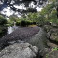 大濠公園日本庭園細流