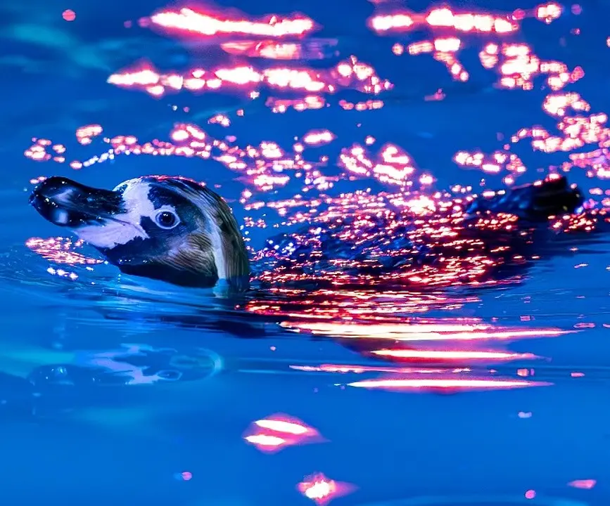夜の動植物園 2025 01