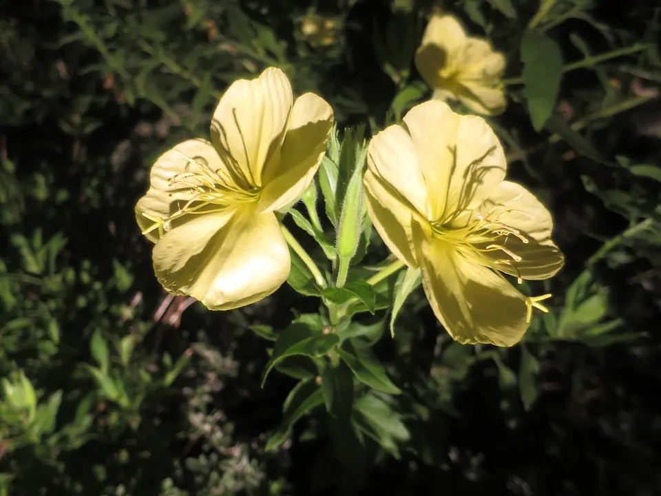 夜の動植物園 2025 