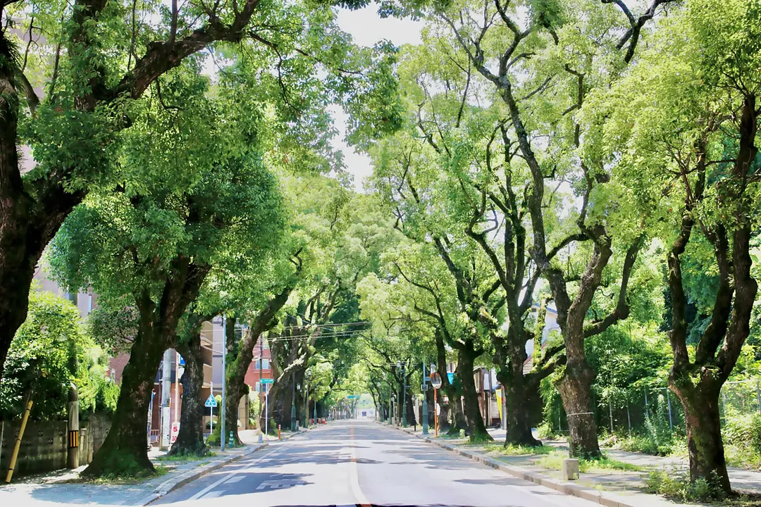 【香椎宮×筥崎宮】福岡東の旧官幣社めぐりで運気アップ旅3