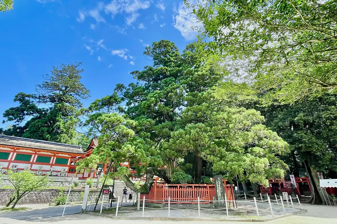 【香椎宮×筥崎宮】福岡東の旧官幣社めぐりで運気アップ旅6