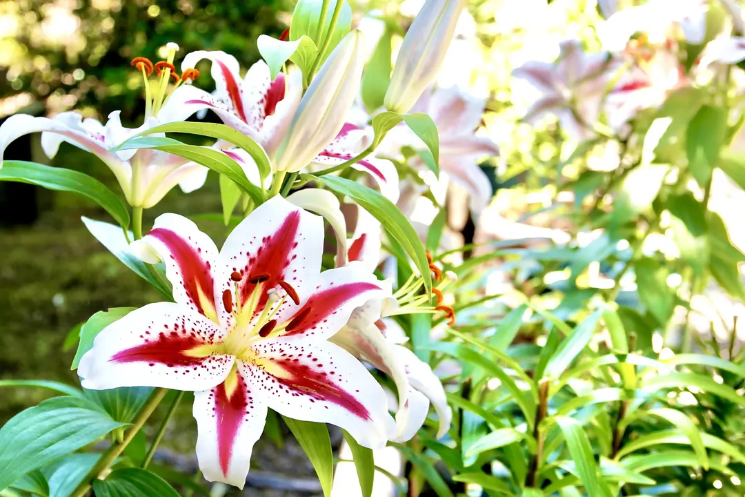 【香椎宮×筥崎宮】福岡東の旧官幣社めぐりで運気アップ旅44