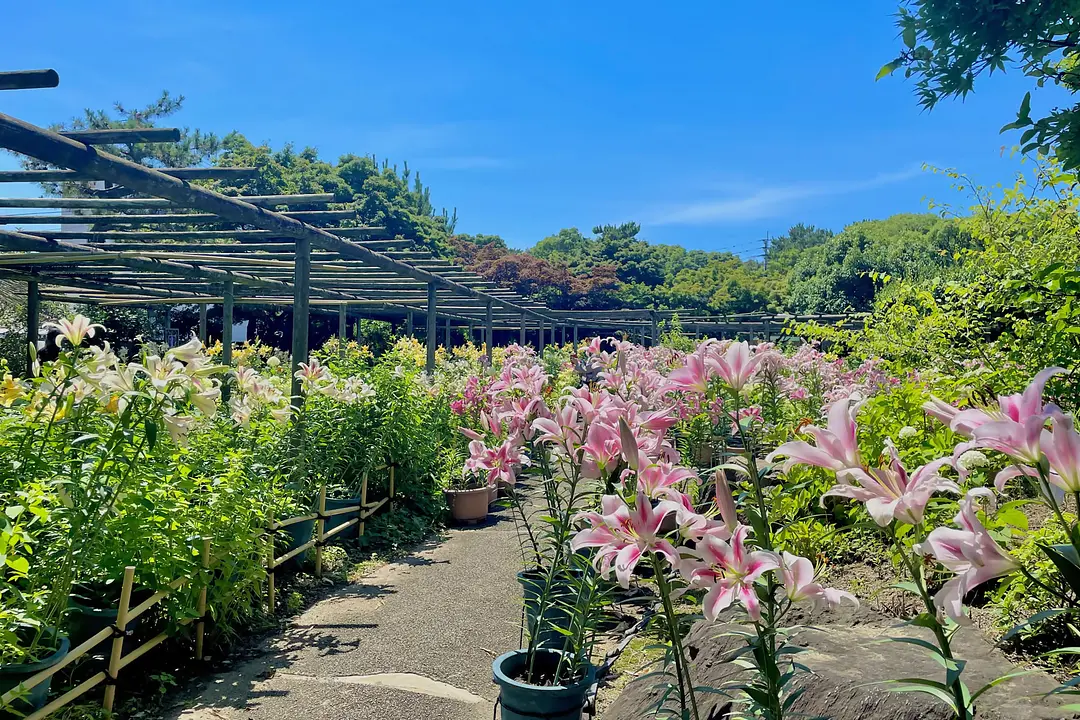 【香椎宮×筥崎宮】福岡東の旧官幣社めぐりで運気アップ旅43